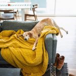 Theron Humphrey: Maddie on things