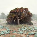 Petros Koublis: Paisagens do entorno ateniense